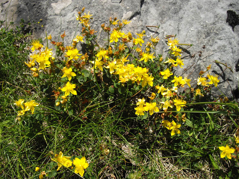 Hypericum nummularium en fleurs dans les fissures de falaises calcaires des Pyrénées